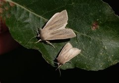 Takrørfly (Rhizedra lutosa)