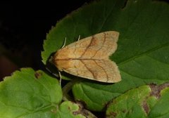 Orange Sallow (Tiliacea citrago)