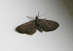 Einerdvergmåler (Eupithecia intricata)