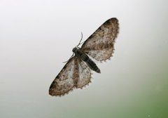 Vinkeldvergmåler (Eupithecia vulgata)