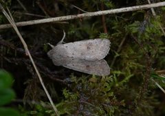 Small Quaker (Orthosia cruda)