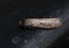 Winter Shade (Tortricodes alternella)
