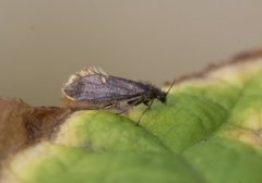 Early Purple (Eriocrania semipurpurella)