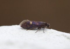 Early Purple (Eriocrania semipurpurella)