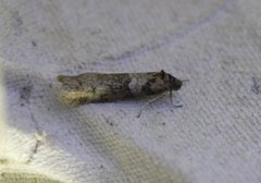 Winter Shade (Tortricodes alternella)