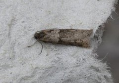 Winter Shade (Tortricodes alternella)
