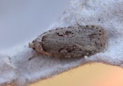 Agonopterix ocellana