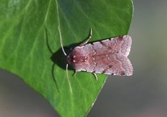 Fiolett vårfly (Cerastis rubricosa)