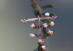 Beautiful Plume (Amblyptilia acanthadactyla)