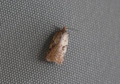 Bjørkeflatvikler (Acleris notana)