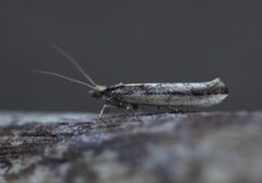 Variable Smudge (Ypsolopha ustella)