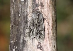 Vårlurvefly (Brachionycha nubeculosa)