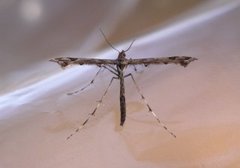Beautiful Plume (Amblyptilia acanthadactyla)