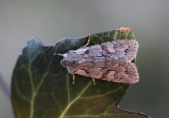 Gaffelkappefly (Lithophane furcifera)