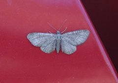 Marimjelledvergmåler (Eupithecia plumbeolata)