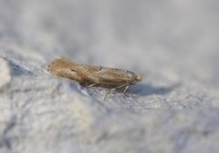 Birch Bent-wing (Bucculatrix demaryella)