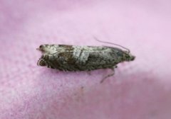 Square-barred Bell (Epinotia tetraquetrana)