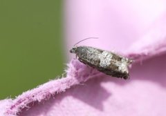 Square-barred Bell (Epinotia tetraquetrana)