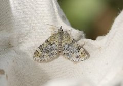 Yellow-barred Brindle (Acasis viretata)