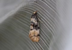 Birch Conch (Cochylis nana)