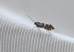 Phyllonorycter ulmifoliella