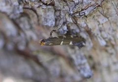 Garden Apple Slender (Callisto denticulella)