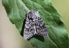 Blågrått kveldfly (Acronicta euphorbiae)