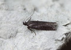 Neofaculta ericetella