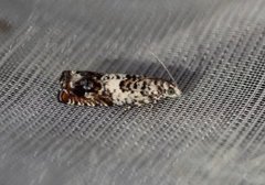 White Sallow Bell (Epinotia subocellana)