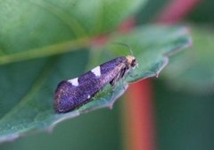 Feathered Bright (Incurvaria masculella)