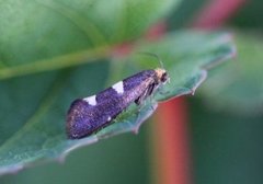 Incurvaria masculella