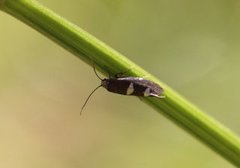 Feathered Bright (Incurvaria masculella)
