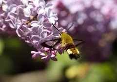 Broad-bordered Bee Hawk-moth (Hemaris fuciformis)
