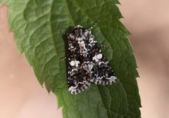 Hvitflekknellikfly (Hadena confusa)