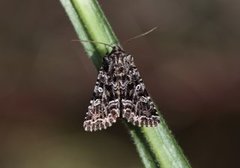 Brunt nellikfly (Hadena perplexa)