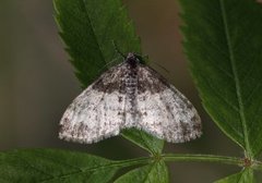 The Seraphim (Lobophora halterata)