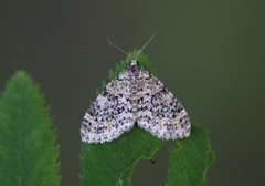 Grønn tungemåler (Acasis viretata)