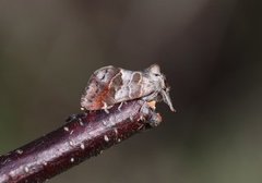 Small Chocolate-tip (Clostera pigra)