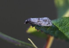 Blåmunkepraktvikler (Cochylis pallidana)