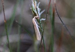 Sandhill Knot-horn (Anerastia lotella)