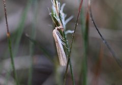 Gressmalmott (Anerastia lotella)