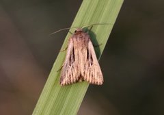 Kommagressfly (Leucania comma)