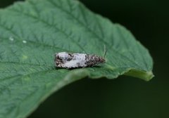 Blek rosevikler (Notocelia rosaecolana)