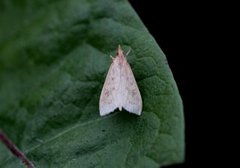 Rusty-dot Pearl (Udea ferrugalis)