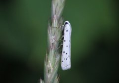 Thistle Ermine (Myelois circumvoluta)