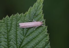 Bulrush Cosmet (Limnaecia phragmitella)