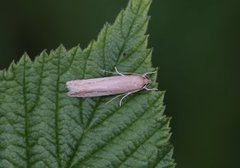 Dunkjevleglansmøll (Limnaecia phragmitella)