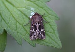 Svart sumpfly (Celaena haworthii)