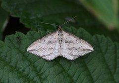 Oblique Carpet (Orthonama vittata)