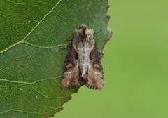 Double Lobed (Lateroligia ophiogramma)